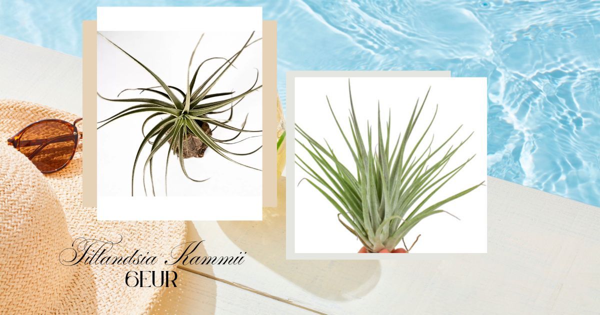 Tillandsia Kammi