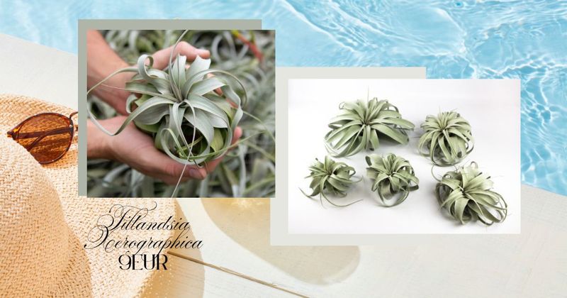 Tillandsia Xerographica
