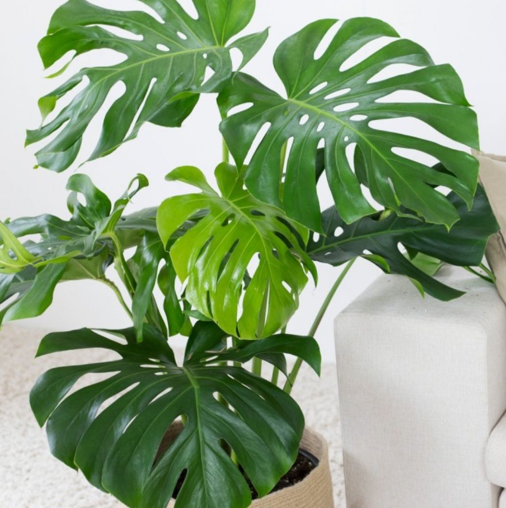 Monstera 70-80cm