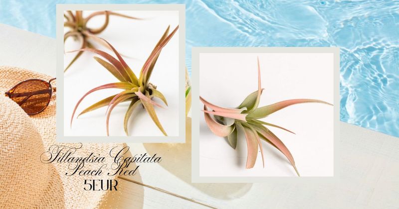 Tillandsia Capitata Peach Red