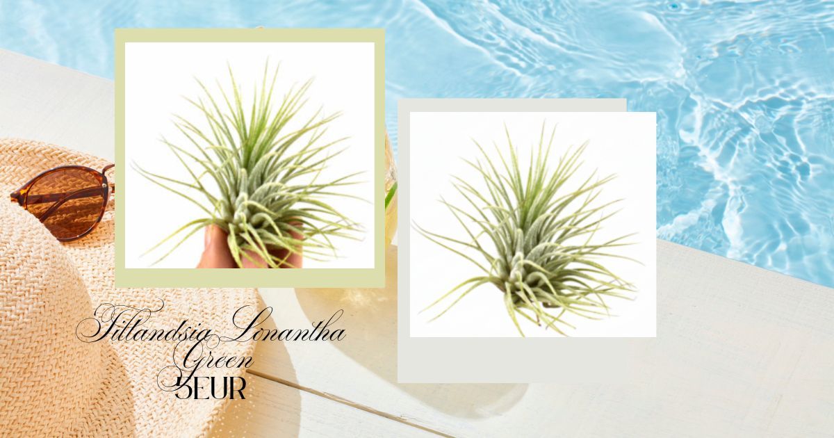 Tillandsia LeIonantha Green