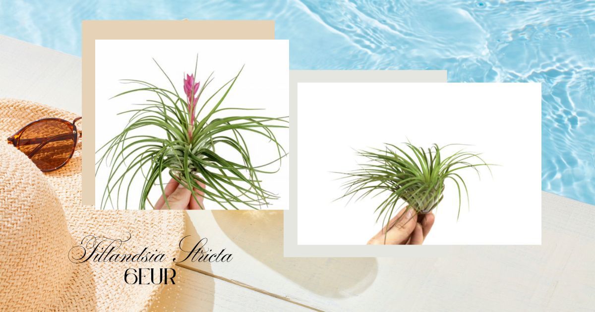 Tillandsia Stricta