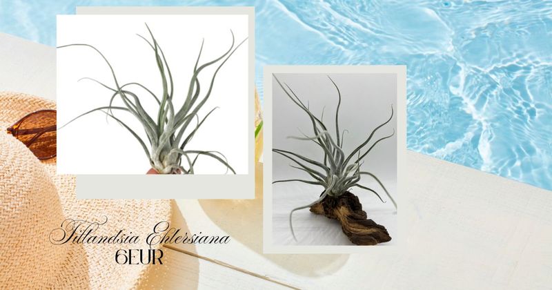 Tillandsia Ehlersiana
