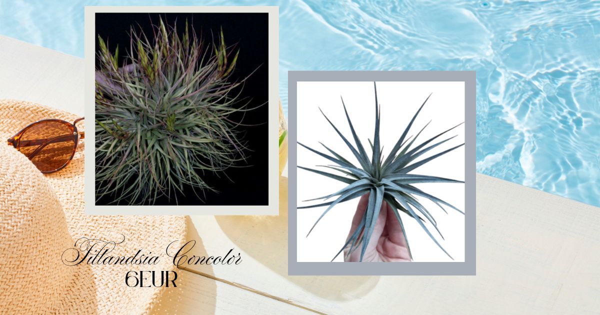 Tillandsia Concolor