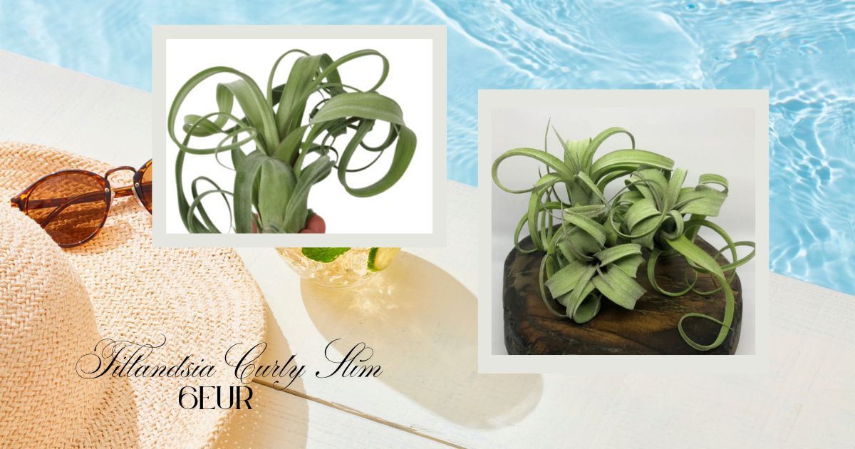 Tillandsia Curly Slim