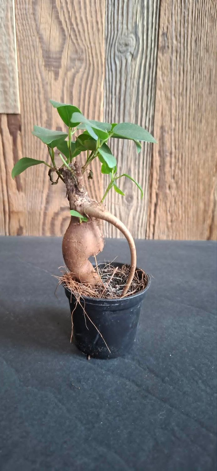 Ficus retusa BONSAI 6cm diametra podiņā