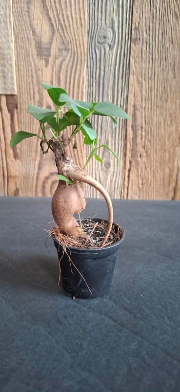 Ficus retusa BONSAI 6cm diametra podiņā