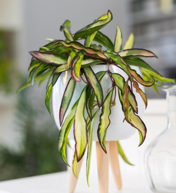 Hoya wayetii TRICOLOR 6cm diametra podiņā