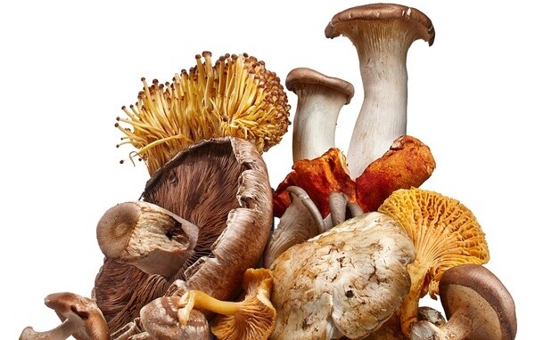 MEDICINAL MUSHROOM PRODUCTS