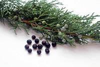 Dry Herbs and Berries