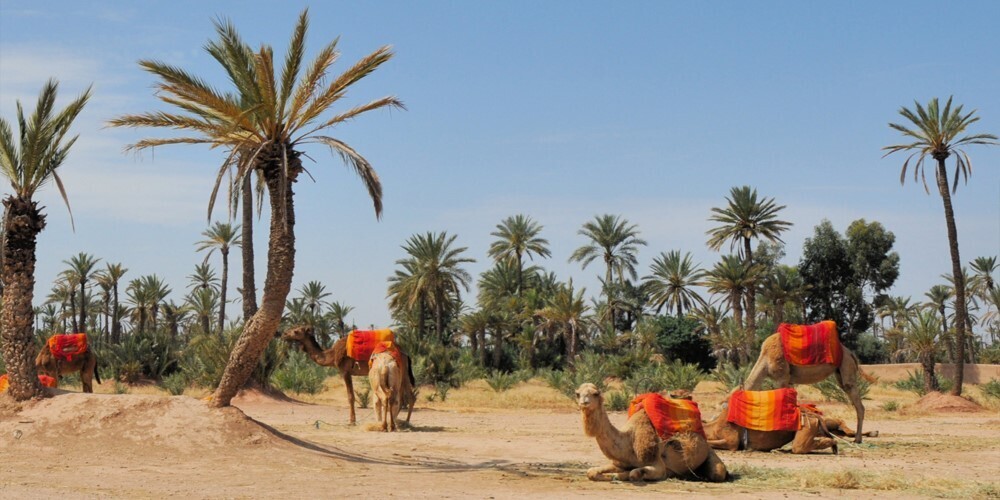 Balade à dos de chameau avec coucher de soleil à la palmeraie Marrakech