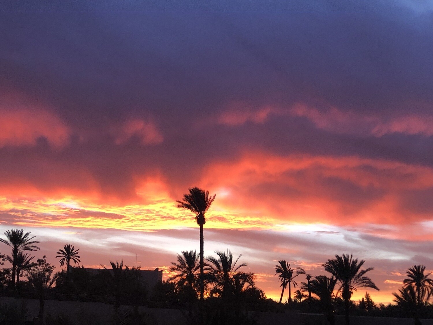 Balade à dos de chameau avec coucher de soleil à la palmeraie Marrakech