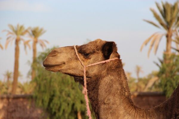 Balade à dos de chameau avec coucher de soleil à la palmeraie Marrakech
