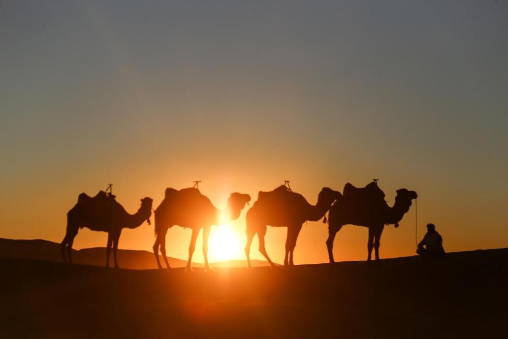Expérience de Coucher de soleil à dos de Chameau dans le Desert d&#39;Agafay