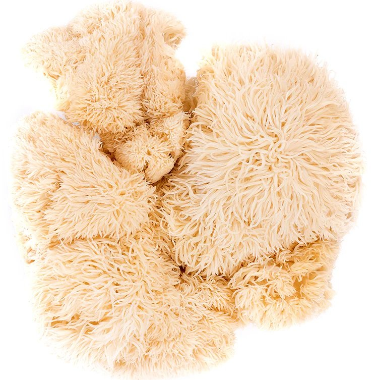 Mushroom Extract & Cacao Mix (Bundle deal) ALL 3 !!