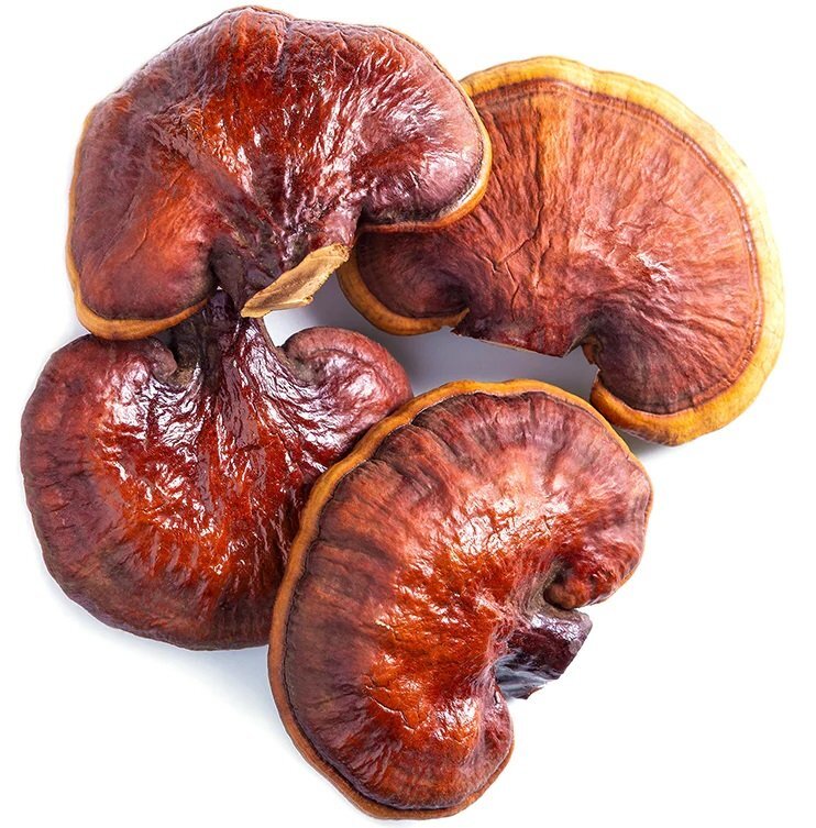 Reishi Mushroom Extract & Cacao Mix