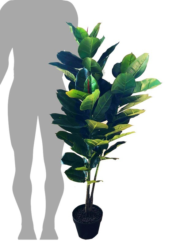 Rubber Tree Plant Medium