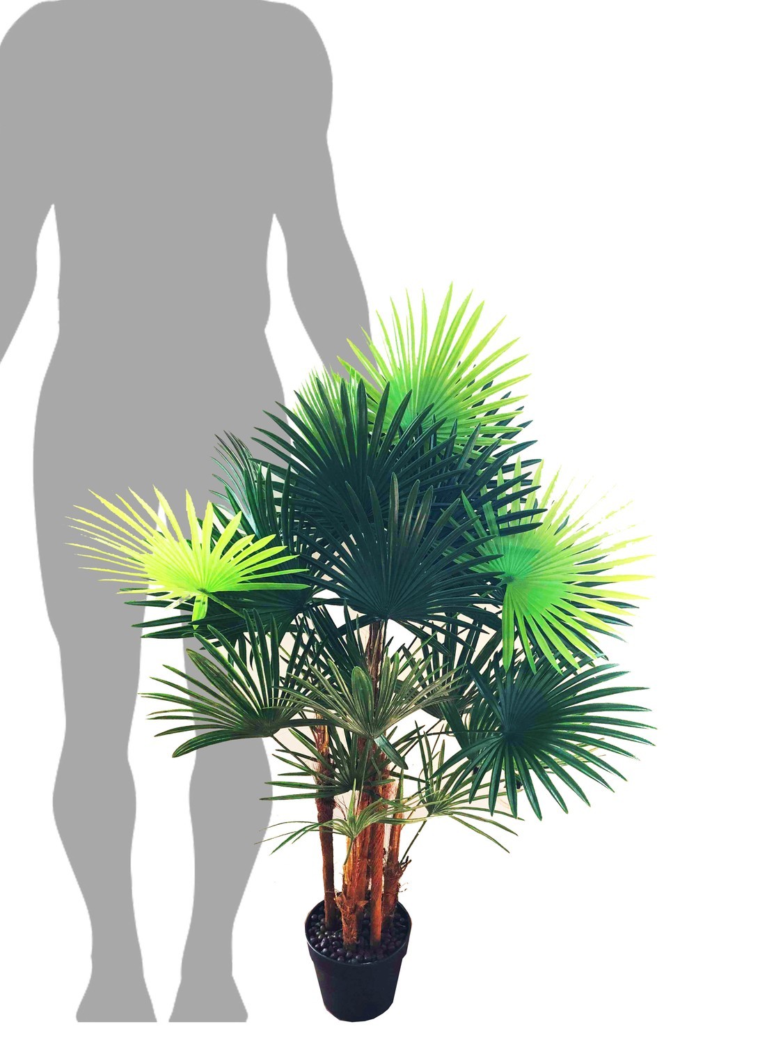 Fan Palm Medium