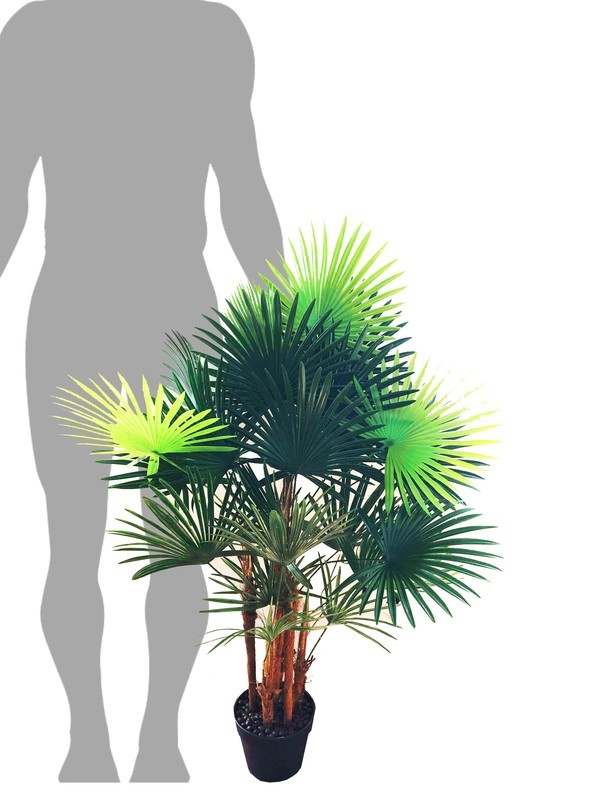 Fan Palm Medium