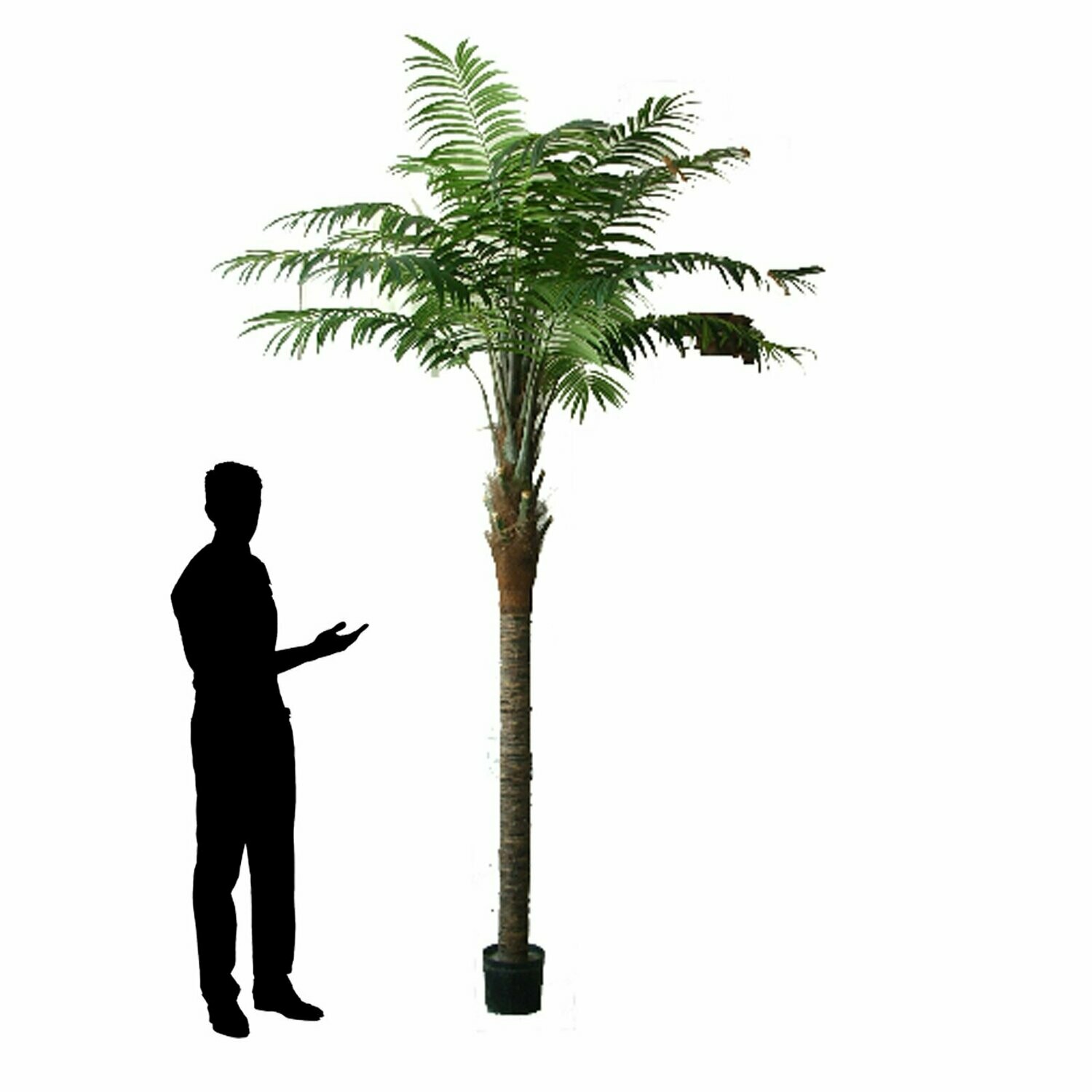 Areca Coco Palm Tree