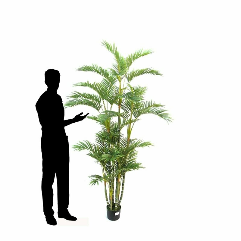 Kentia Palm Large