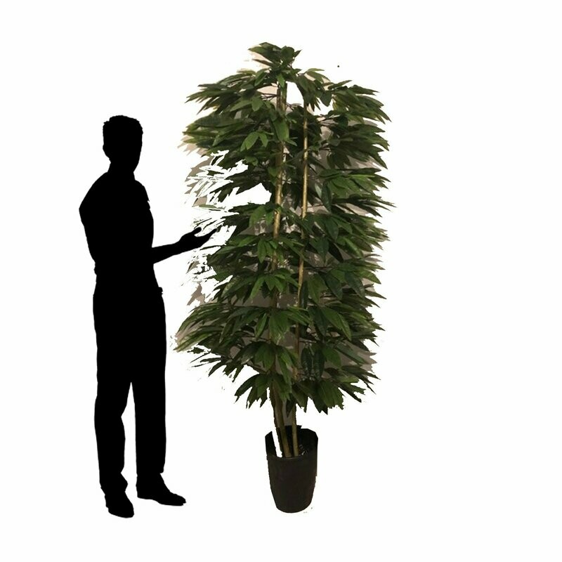 Fat Mango Leaf Tree