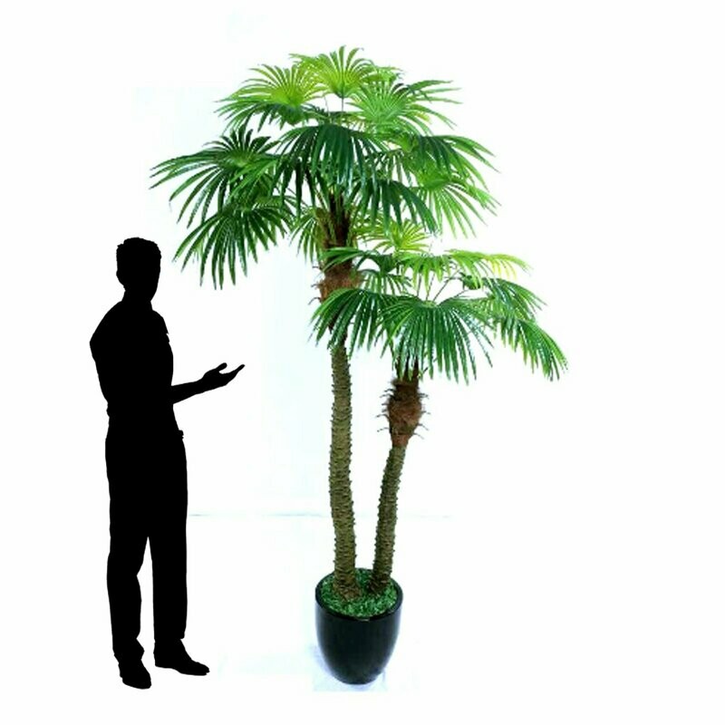 Fan Palm