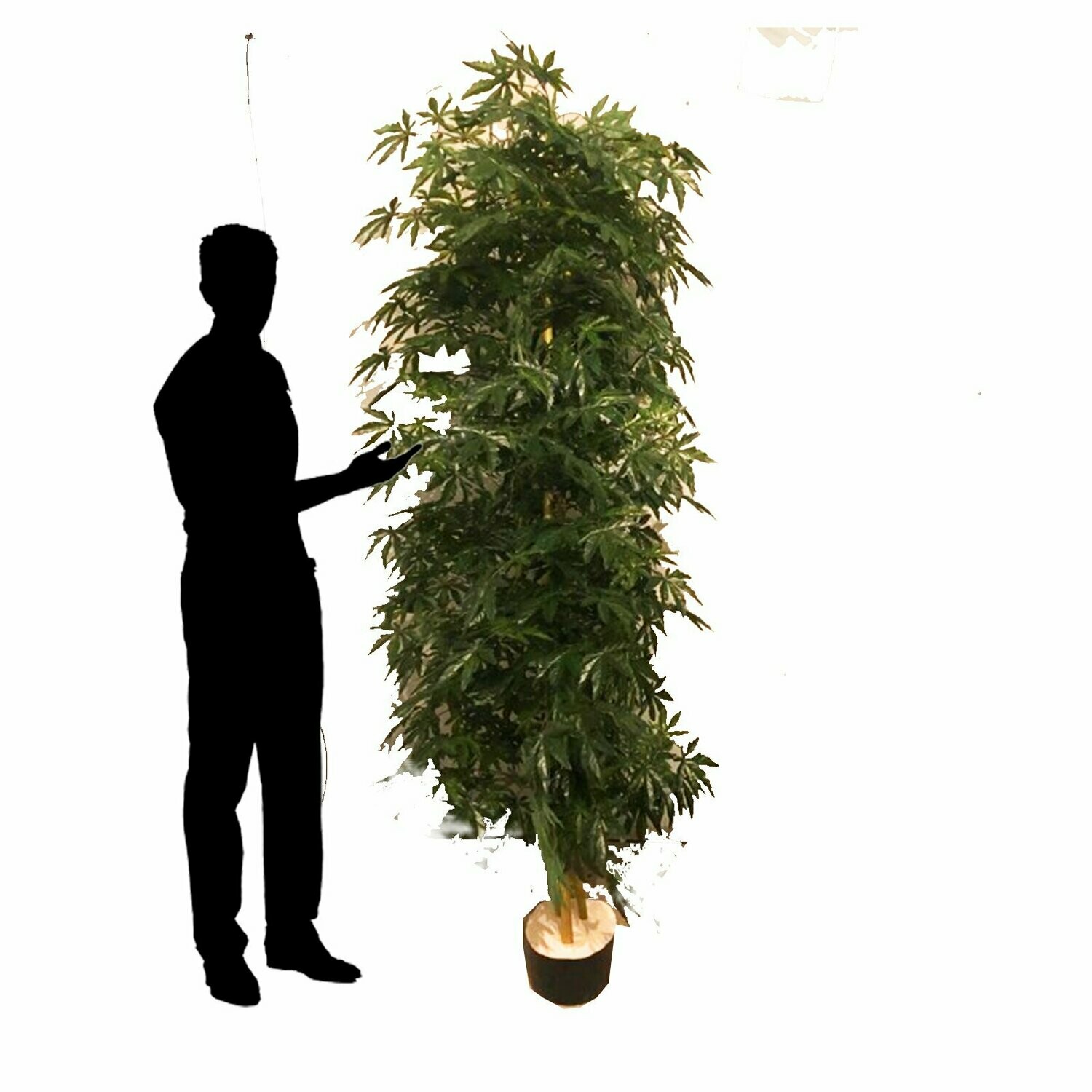 French Ruscus Tree