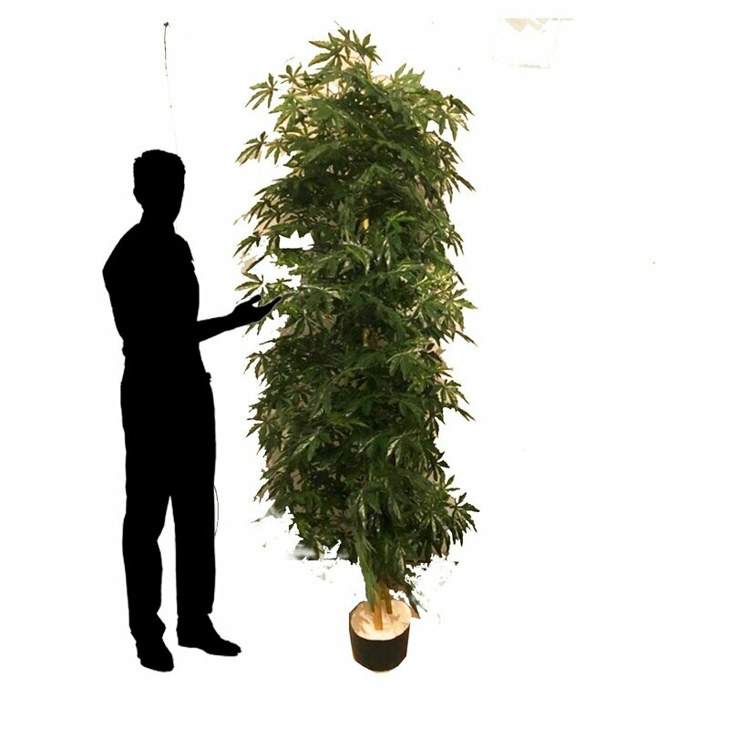 French Ruscus Tree