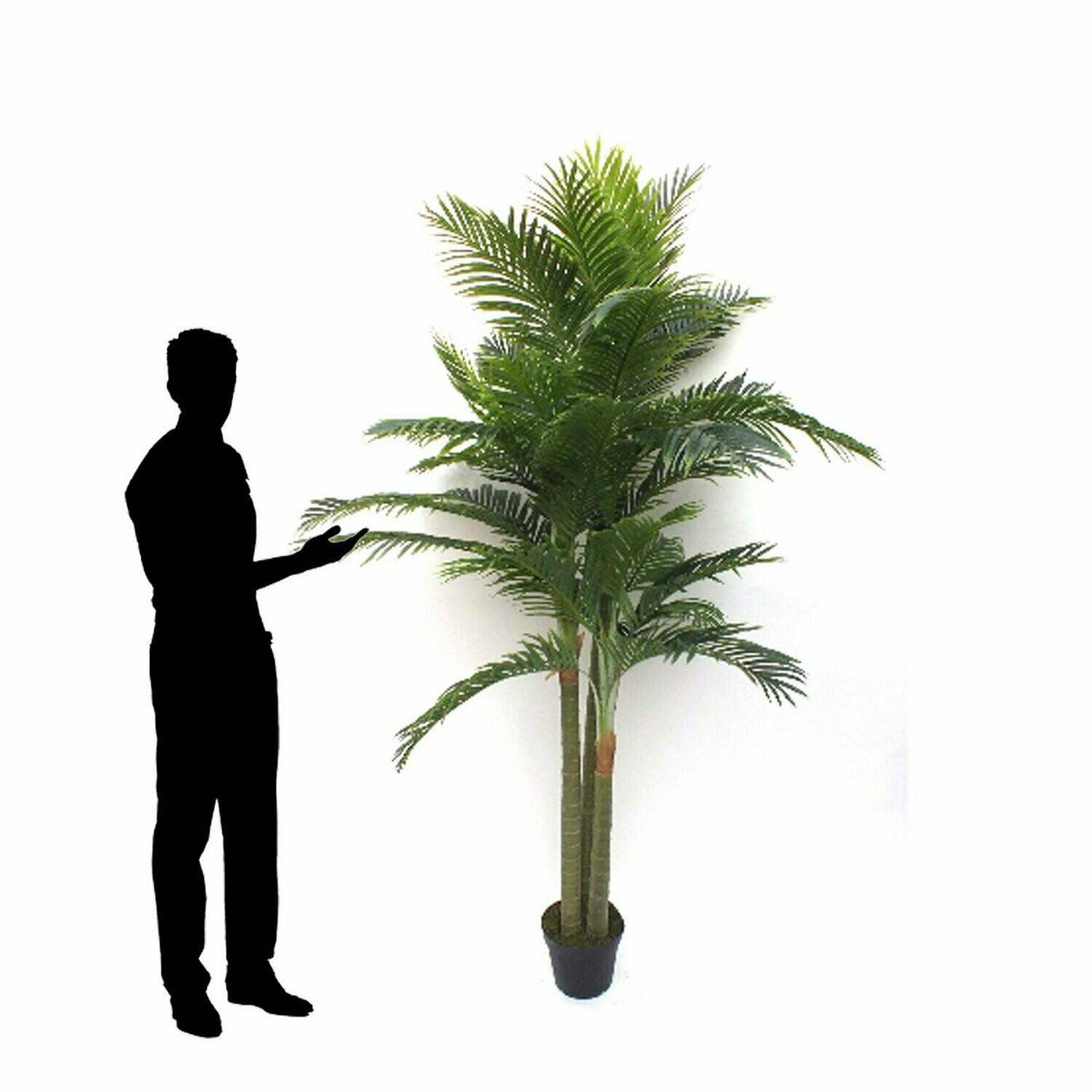 Tripple Headed Palm