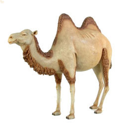 Camel