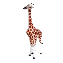 Baby Giraffe