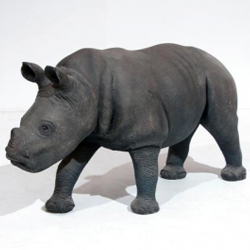 Baby Rino