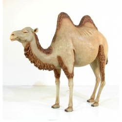 Camel