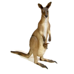 Kangaroo