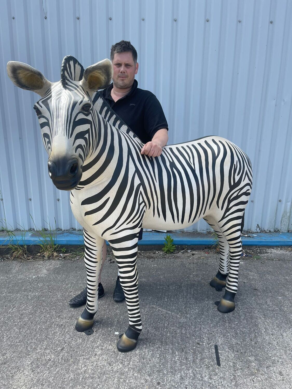 Zebra