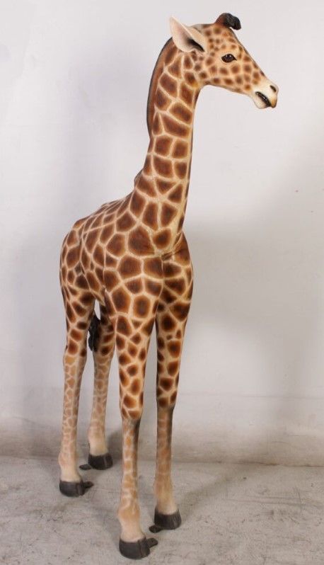 Baby Giraffe