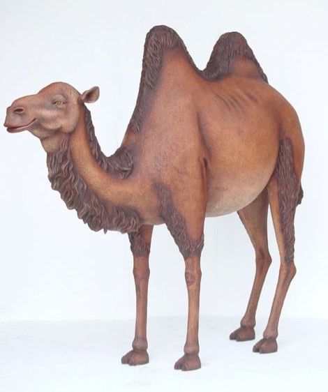 Camel