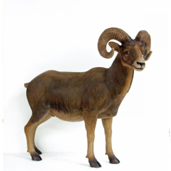 Ram