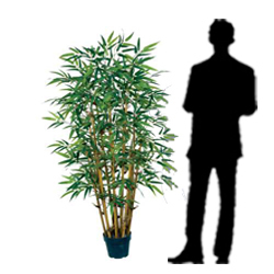 Bamboo Tree