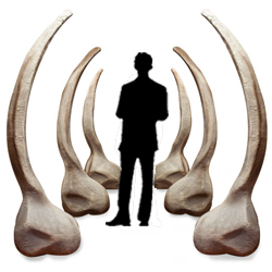 Fossil Rib Cage