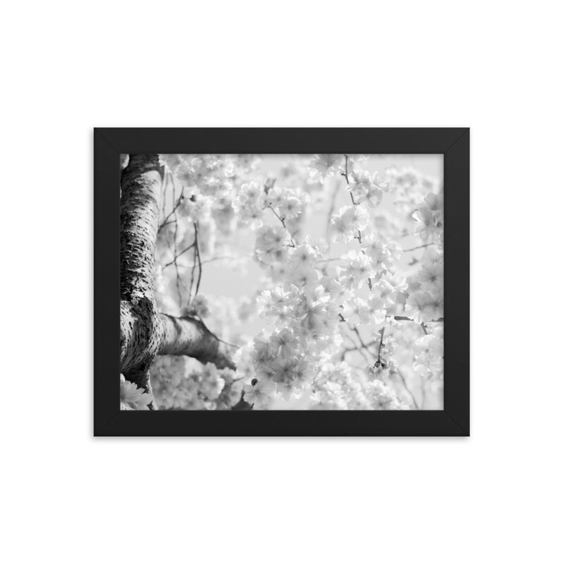 Cherry Blossom Picture to be Framed