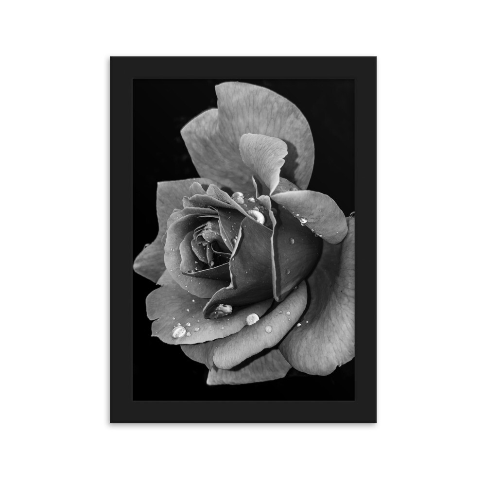 Rose Framed Picture
