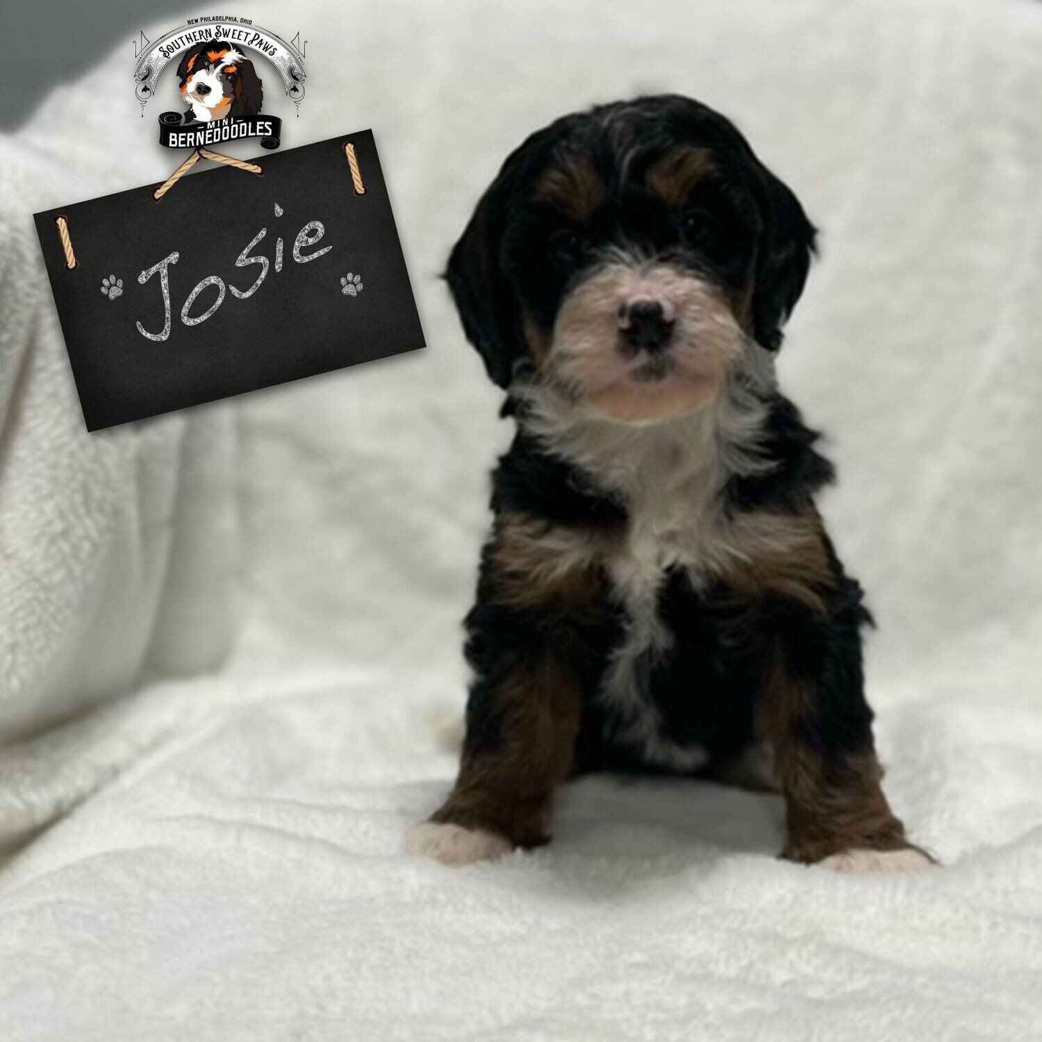 JOSIE - Puppy Deposit