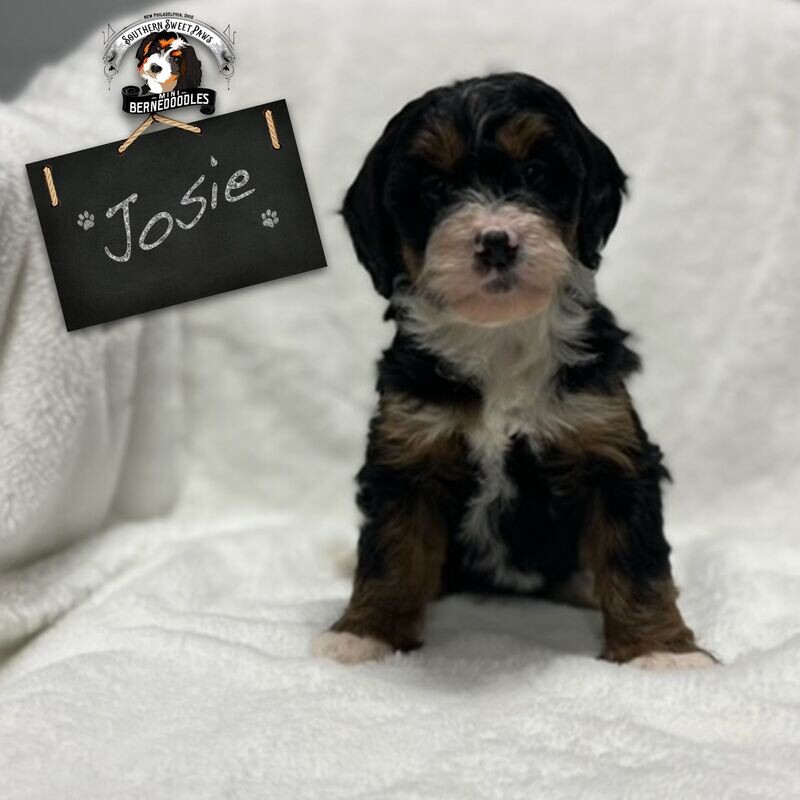 JOSIE - Puppy Deposit