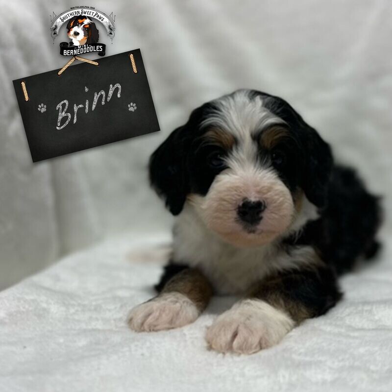 BRINN - Puppy Deposit