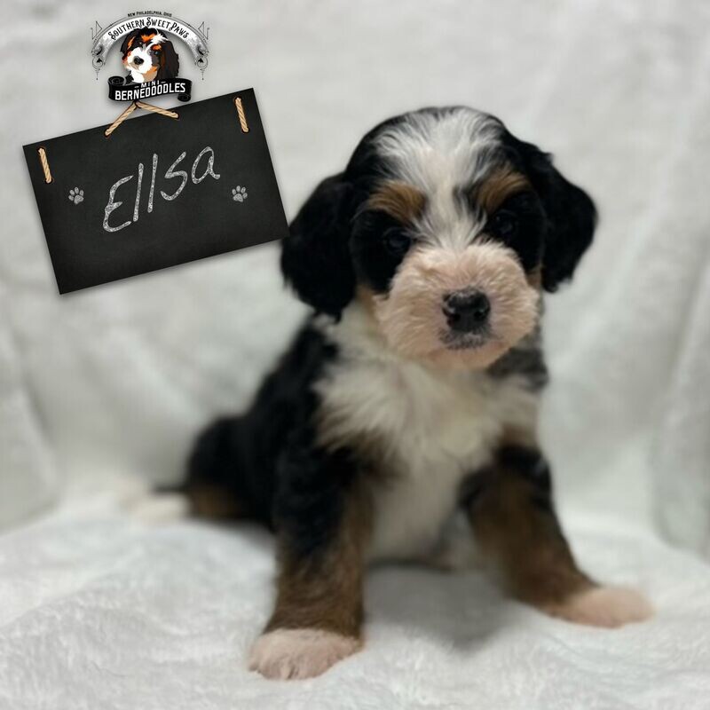 ELLSA - Puppy Deposit