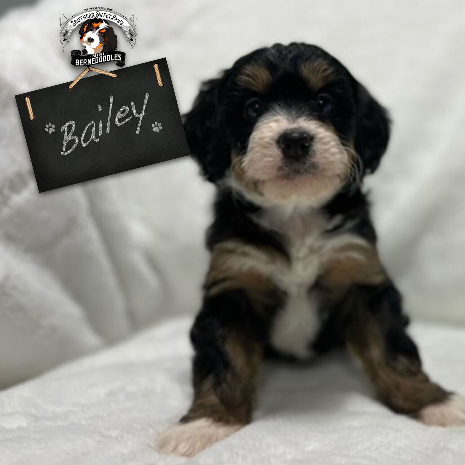 BAILEY - Puppy Deposit