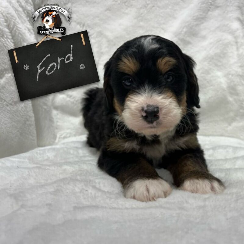 FORD - Puppy Deposit