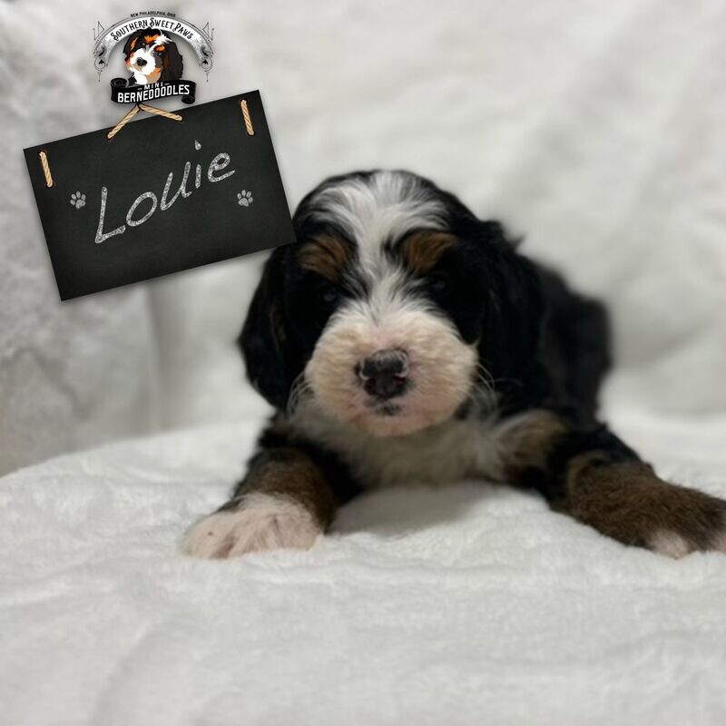 LOUIE - Puppy Deposit